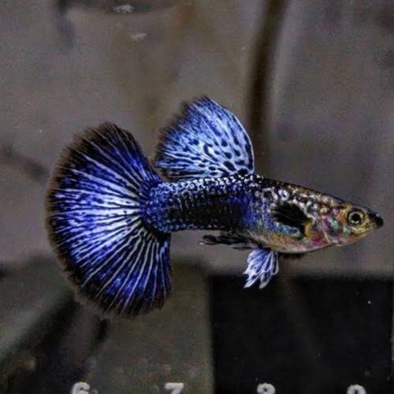 Guppy blue dragon