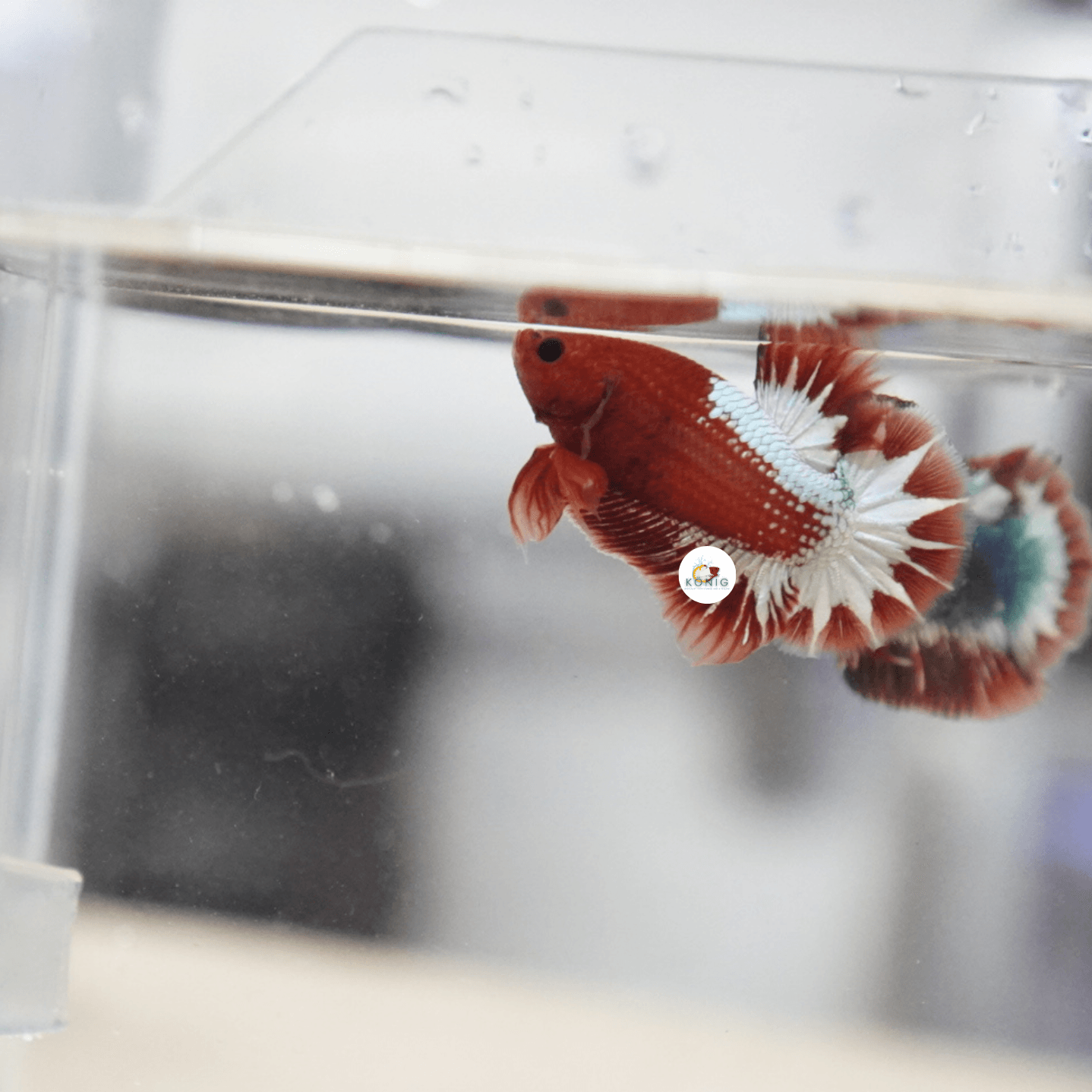 Red FCCP Betta Fish