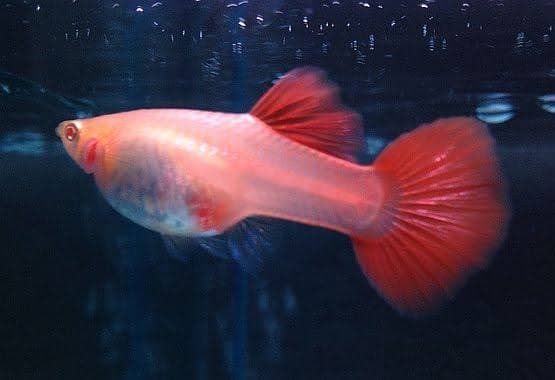 Guppy Female Albino Snake Red Tail