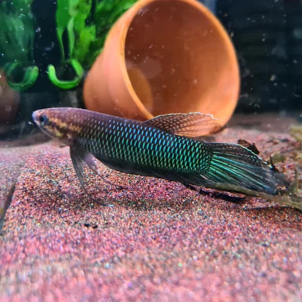 Betta Bellica