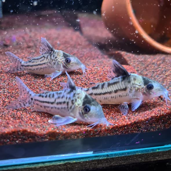 Corydoras Incolicana C001