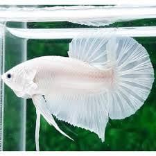 Betta white platinum