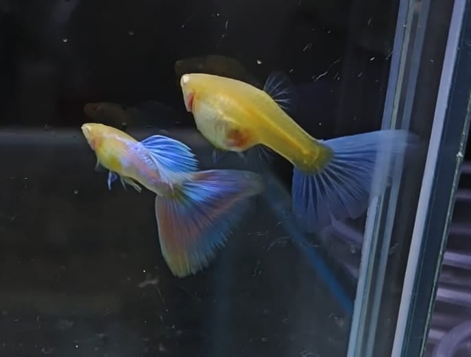 Albino Pink Japan Guppy