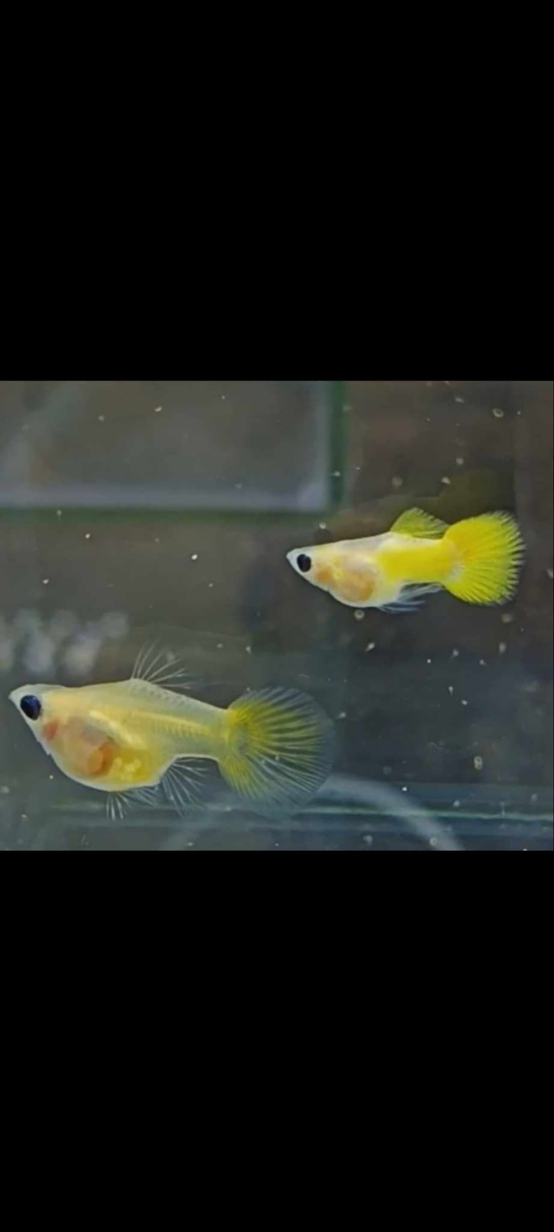 Gold glass belly short body guppy