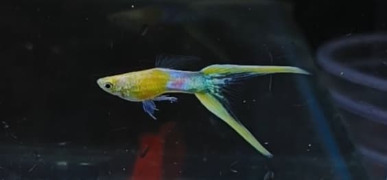 Japan blue double sword tail