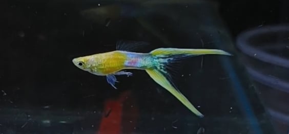 Japan blue double sword tail