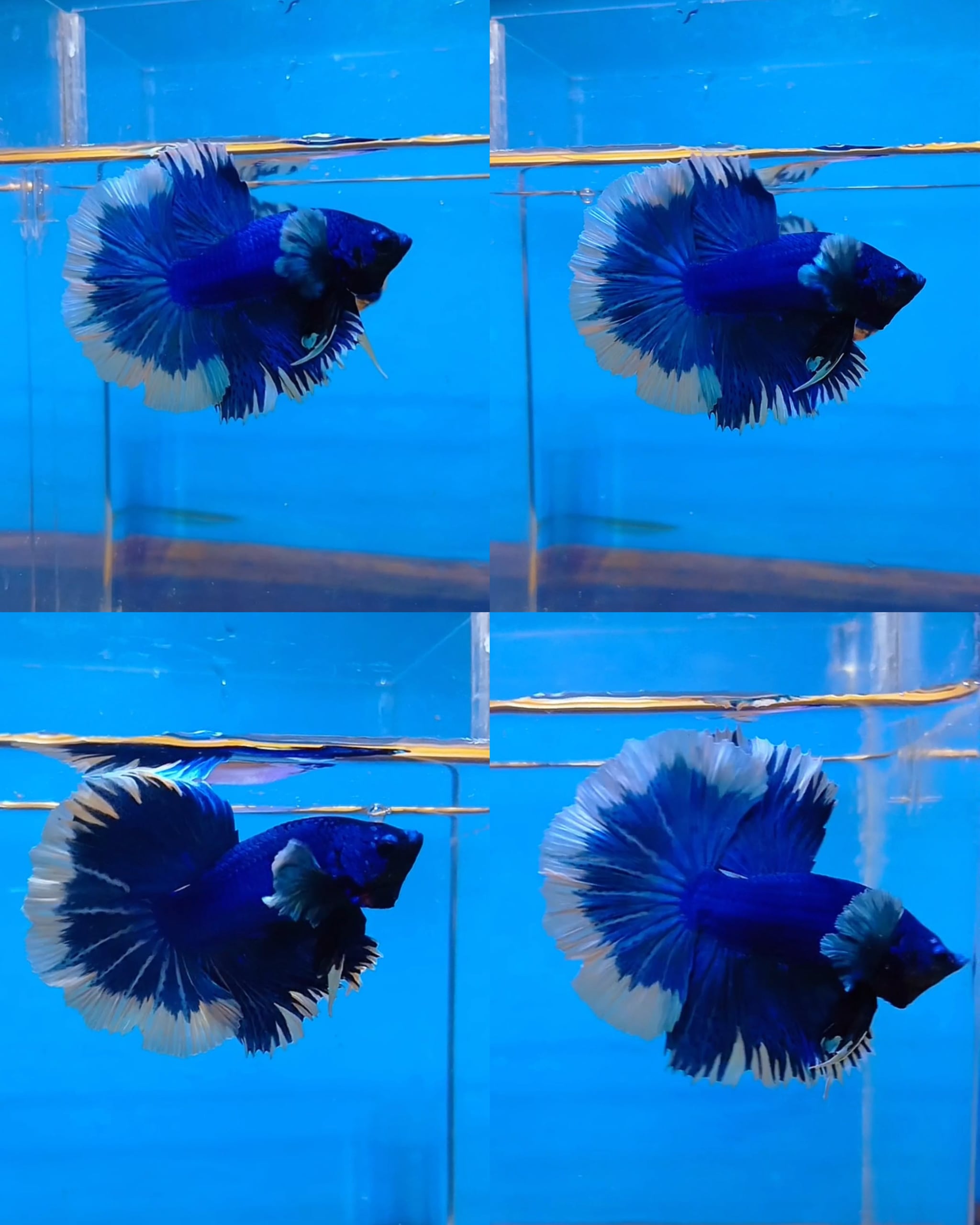 HALFMOON DUMBO KING ROSETAIL BETTAFISH