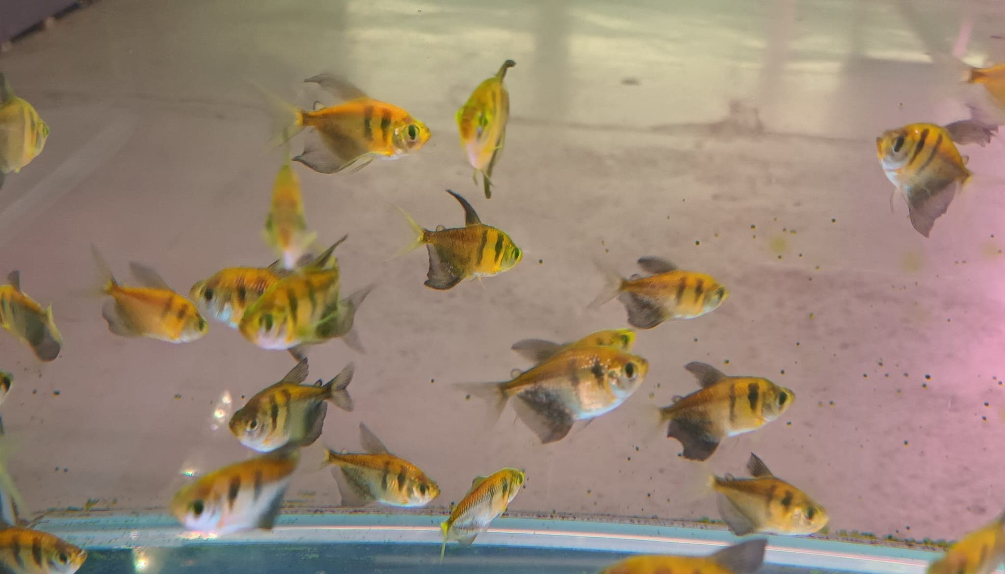 Luminous color tetra TT-0880