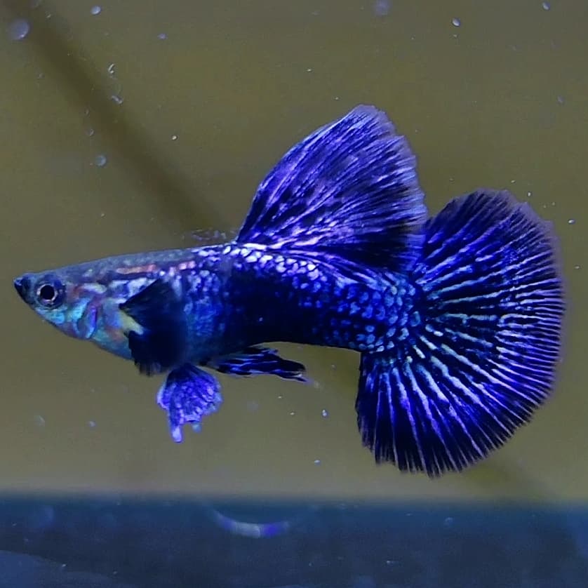 Blue dragon Premium Guppys