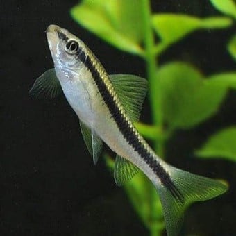 Siamese Algae Eater 3cm x 5pc