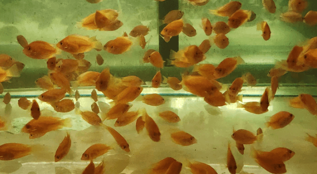 Orange chromide 4-5cm