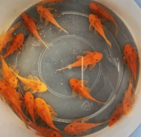 Pleco L144 super red 4-5cm