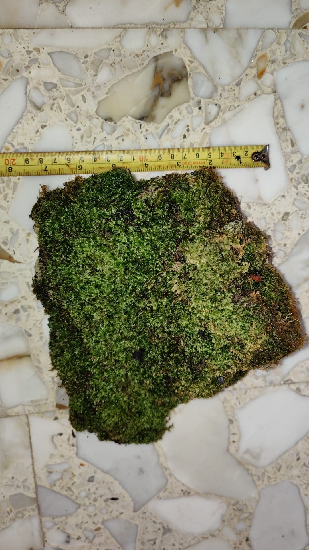 Moss live moss on coral stone terrarium