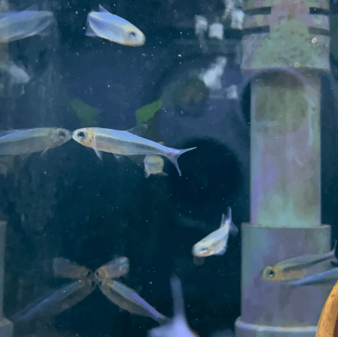 Boehlkea sp. Adiposa 'Red'