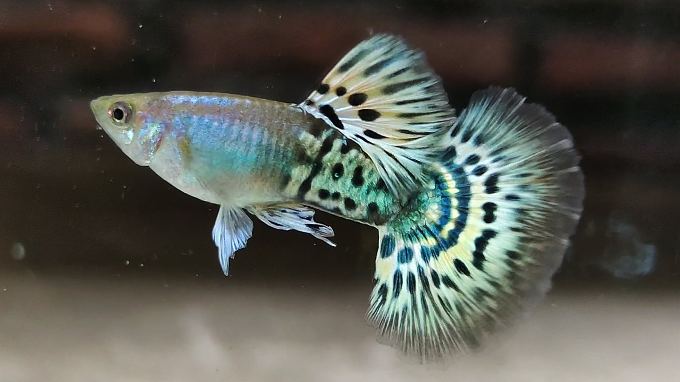 Mettal snakeskin yellow mosaik guppys