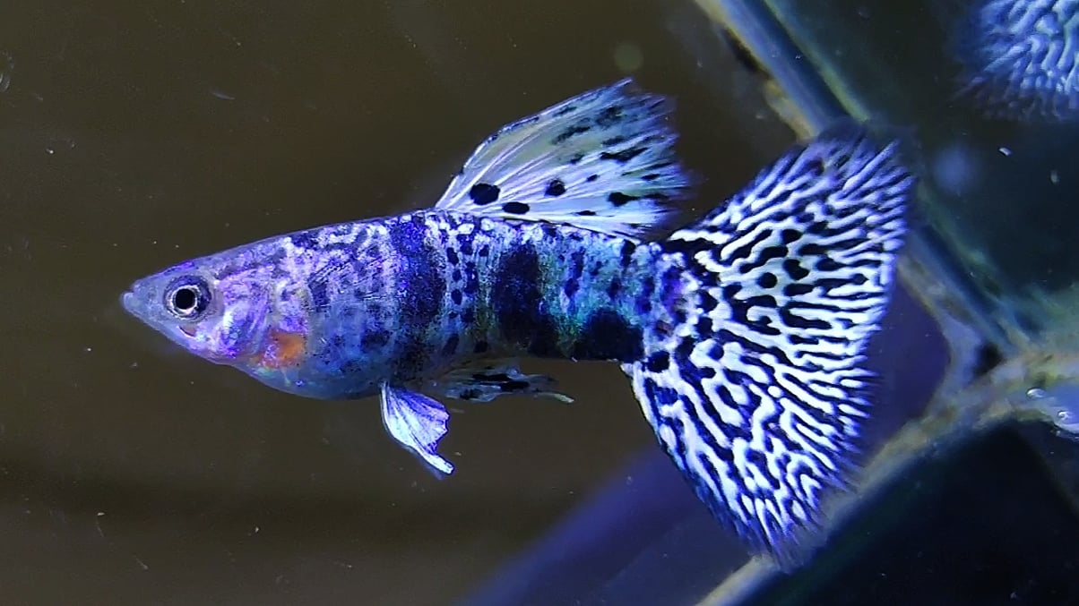 Yellow Tiger King Cobra Guppys