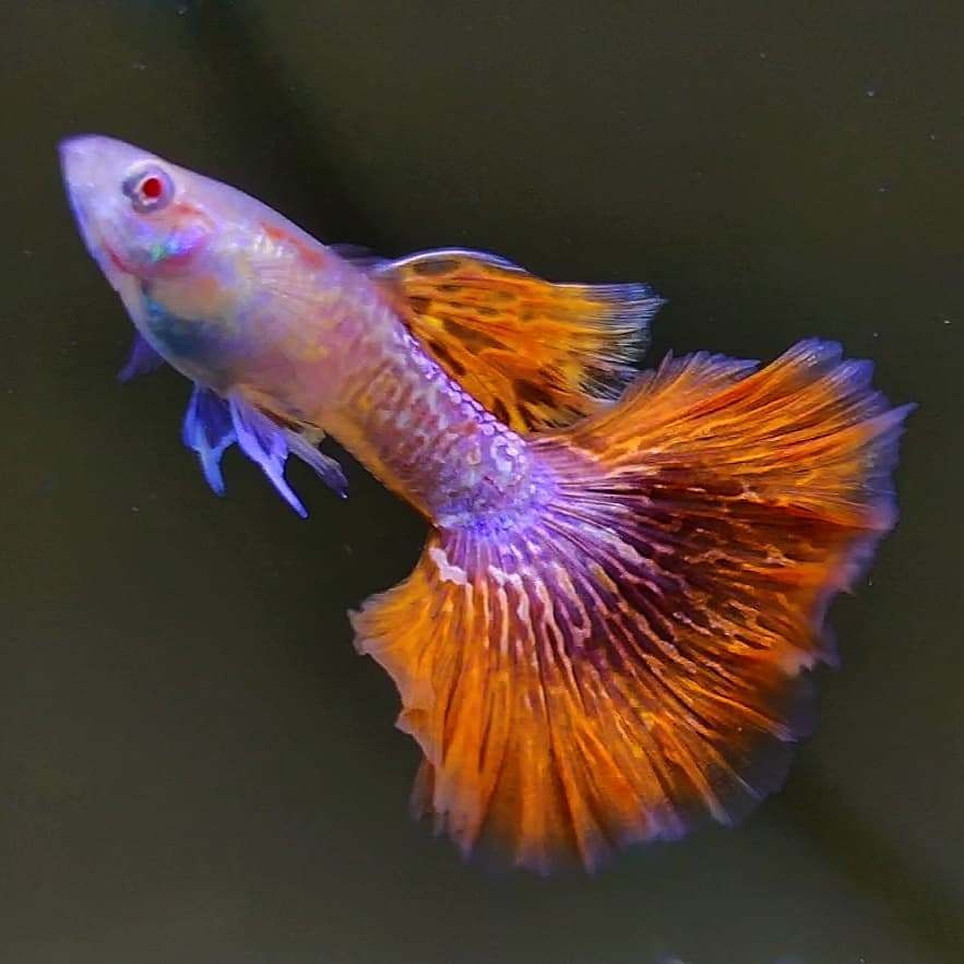 Albino red dragon New Guppys