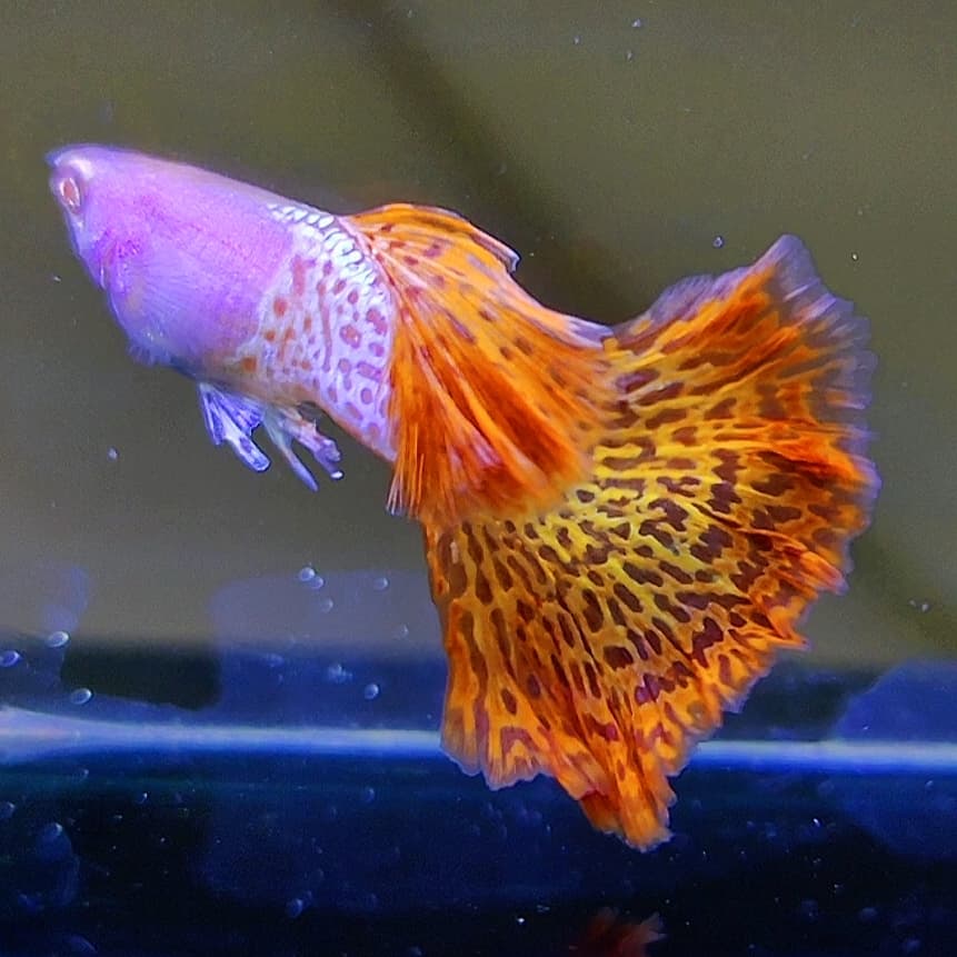 Albino mettal snakeskin red lace ROSTAIL guppys