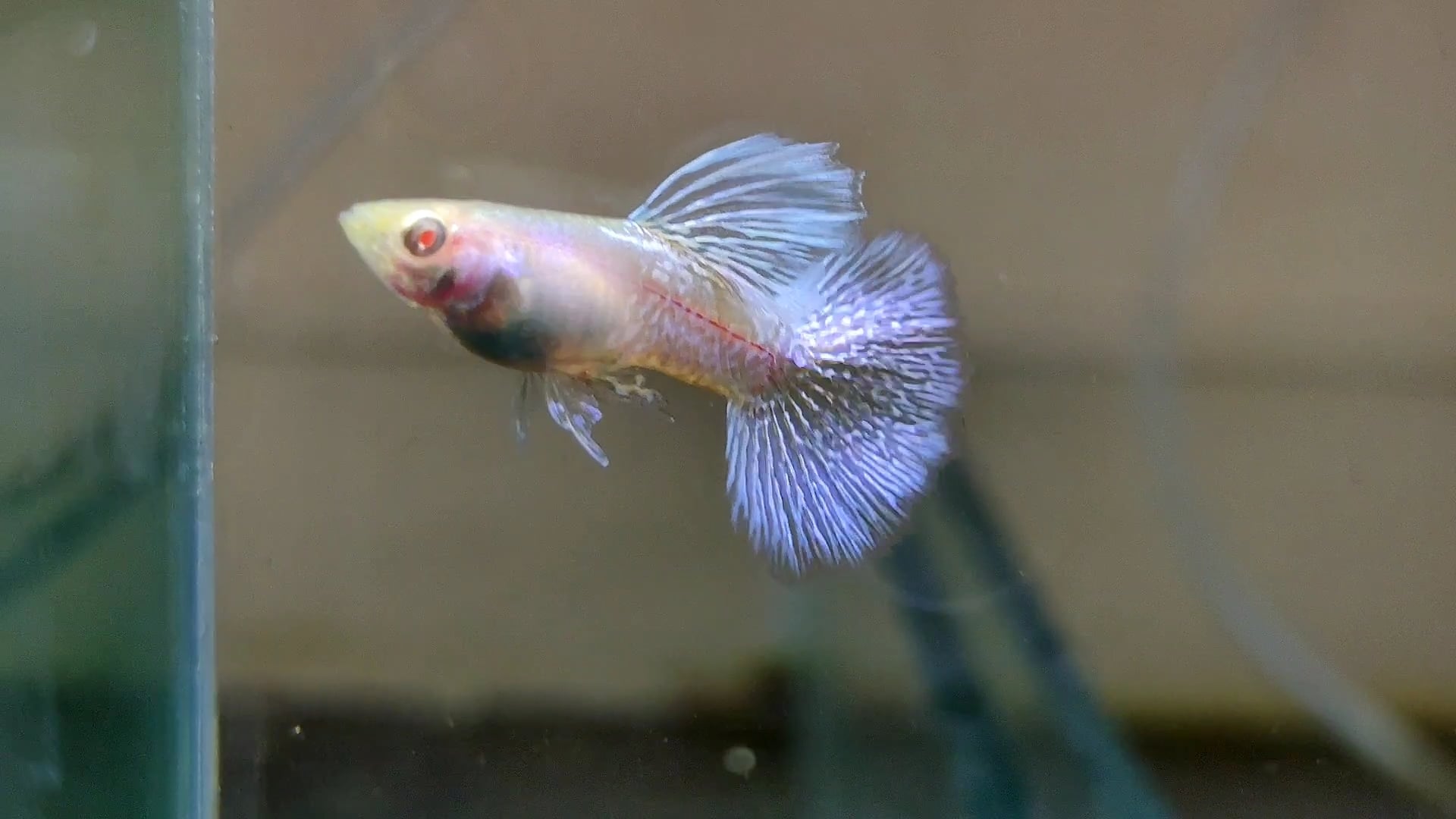 Albino mettal snakeskin blue dragon guppys