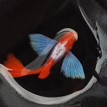 Guppy Albino PRTDE KOI ( Koi Butterfly Guppy)