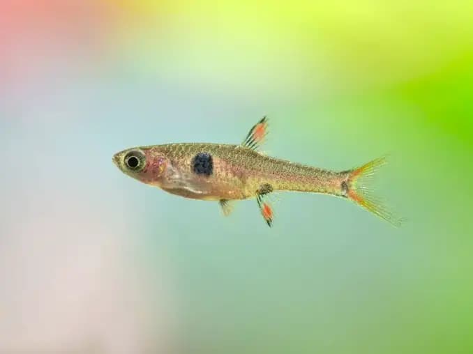 Rasbora Maculatus (Dwarf Rasbora)