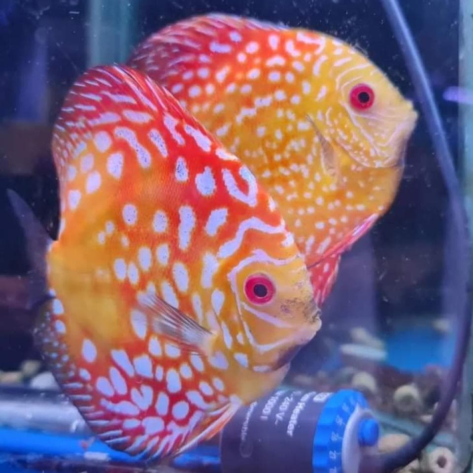 Red Pigeon Blood Discus Stable Pair