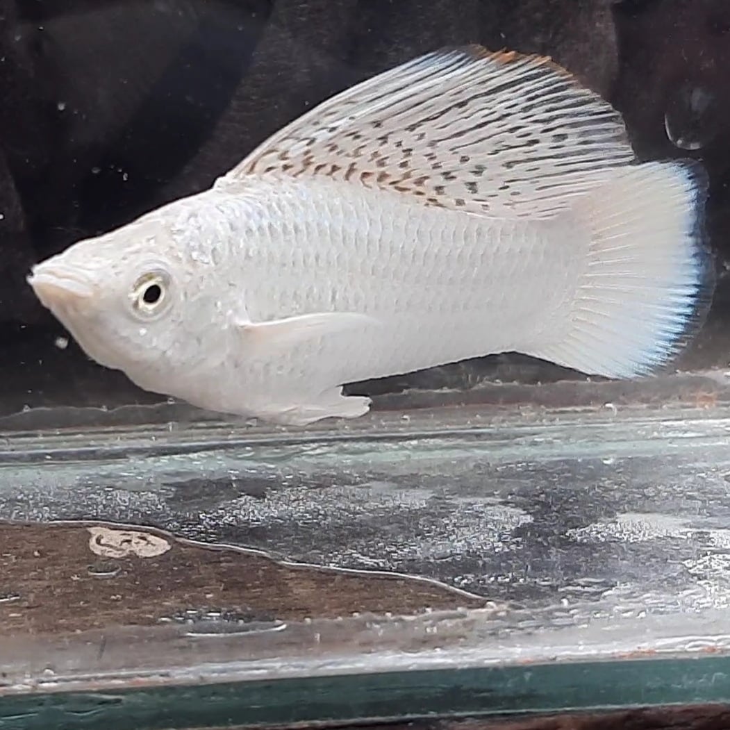 Molly Platinum Sailfin
