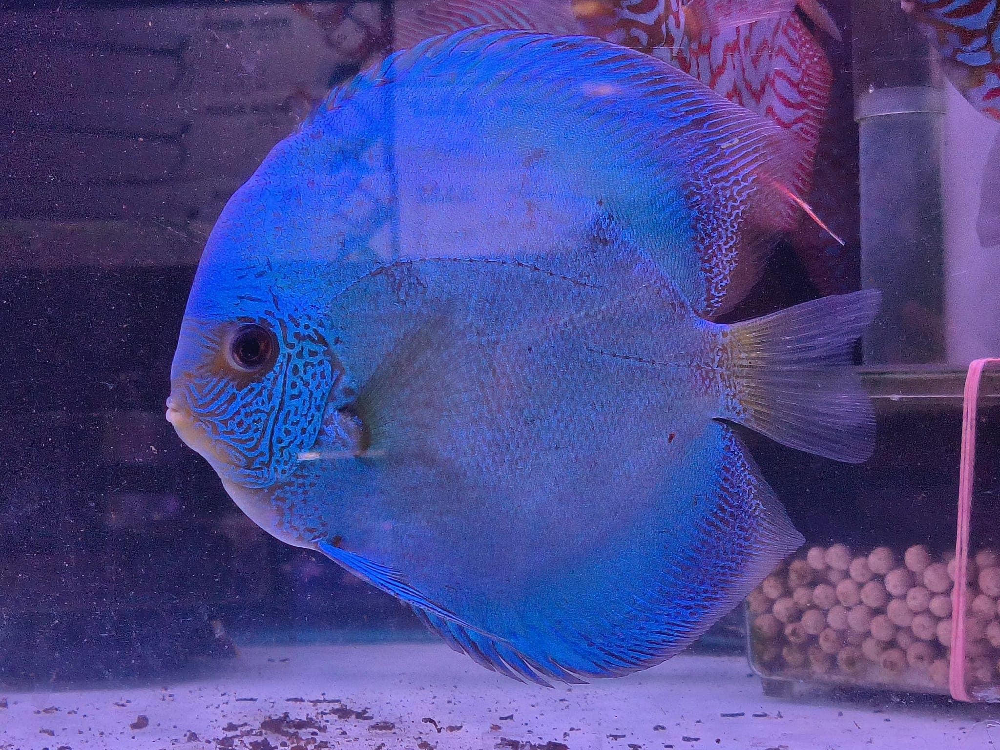 Cobalt Blue Discus (5.5 inch)