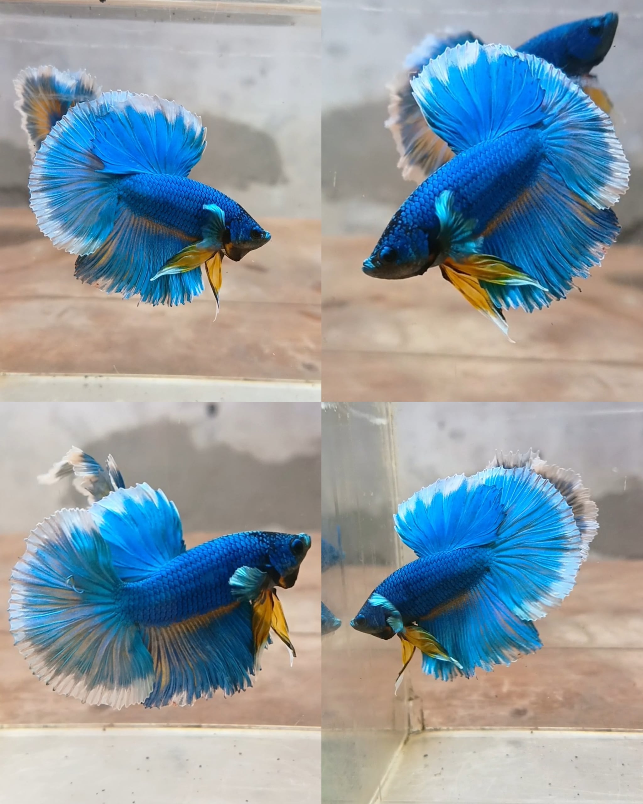 Halfmoon ROSETAIL BETTAFISH