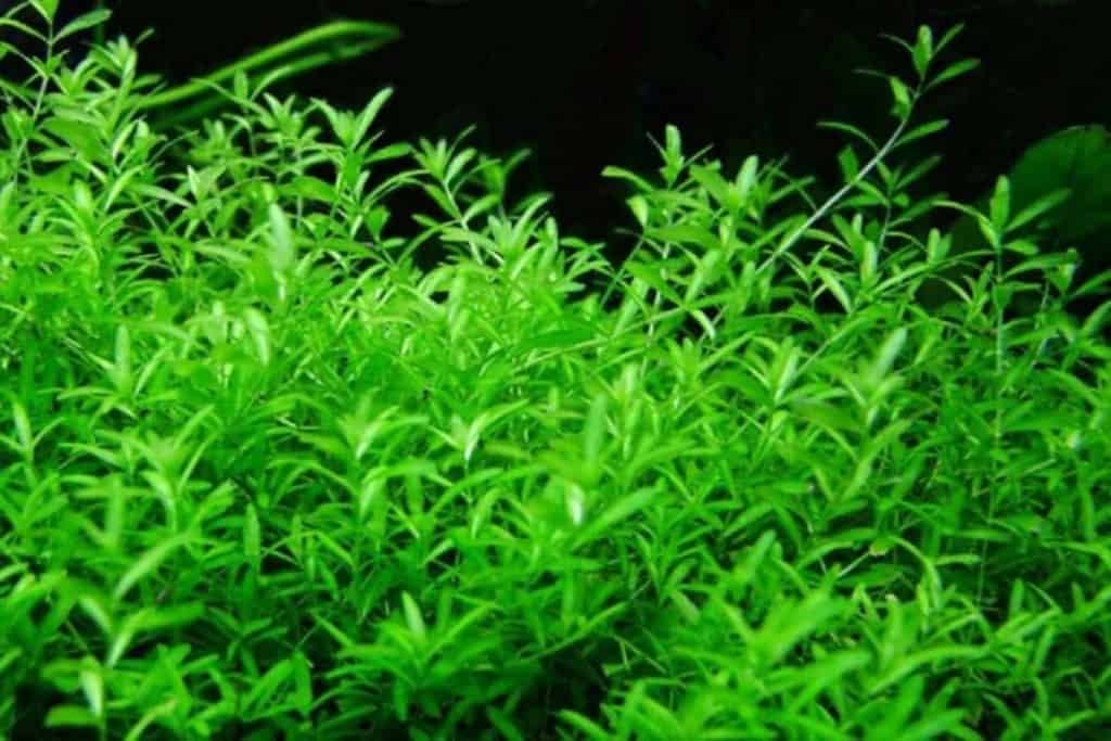 Pearlweed