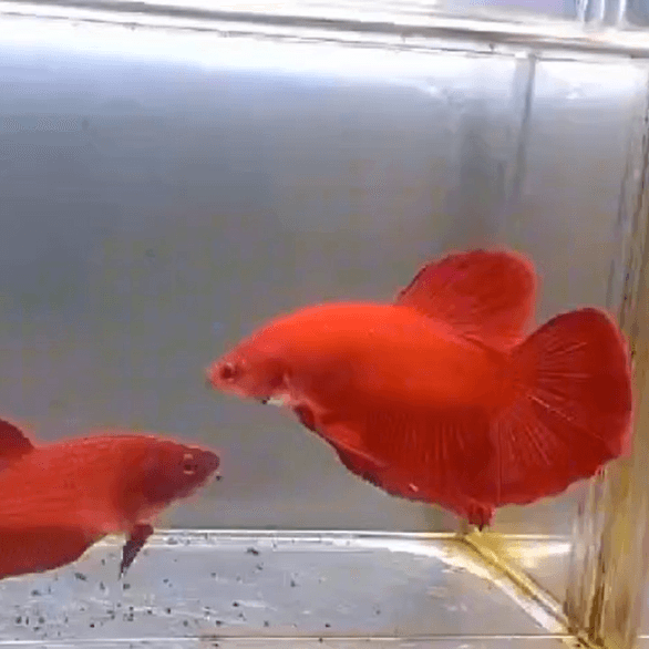 Giant Halfmoon super red