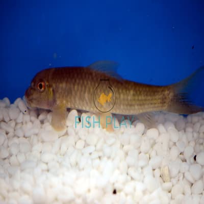 Algae Eater-Assorted