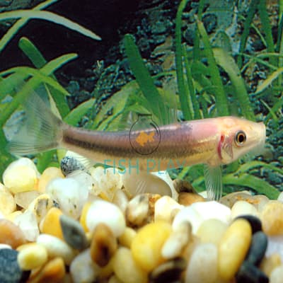 Algae Eater-Bi Color