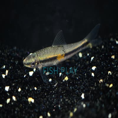 Black Line Flying Fox