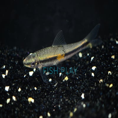 Black Line Flying Fox