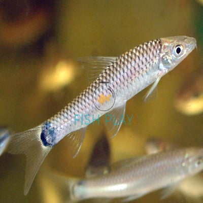 Spot Tail Algae Eater