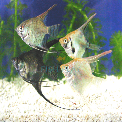 Assorted V/T Angel (5pcs)