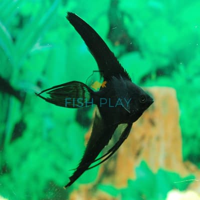 Black V/T Angel (3pcs)