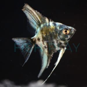 Blue Turquoise Marble Angel