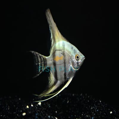 Blue Zebra Angel (3pcs)