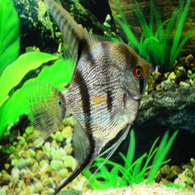 DIAMOND SLIVER ANGEL