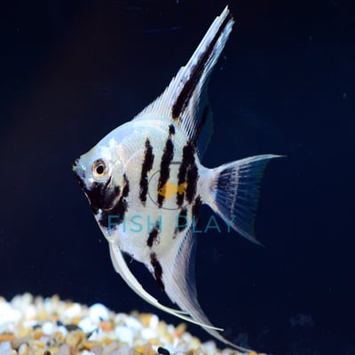 PLATINUM MARBLE ANGEL