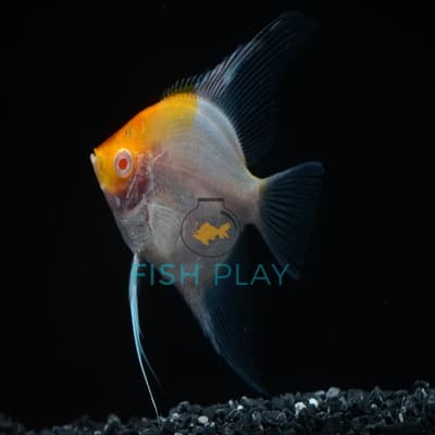 RED CAP ALBINO ANGEL (NATURAL COLOUR)