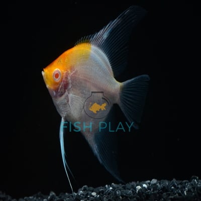 RED CAP ALBINO ANGEL (NATURAL COLOUR)