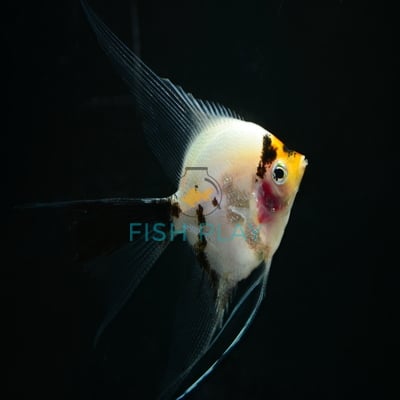 Tri-Color V/T Angel (3pcs)