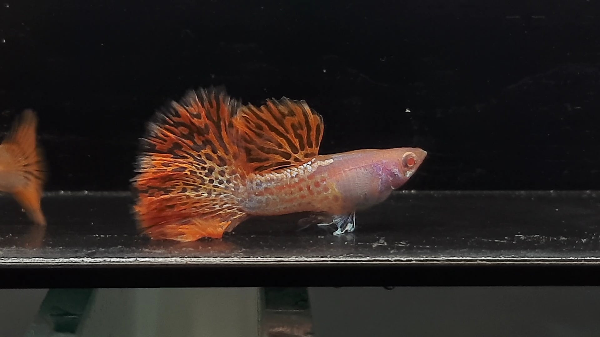 Guppy Albino Metal Red Lace Rosetail