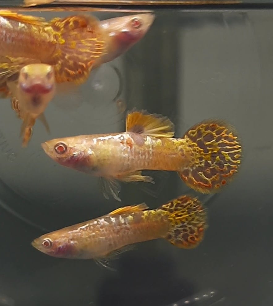 Guppy Albino YTKC Roundtail