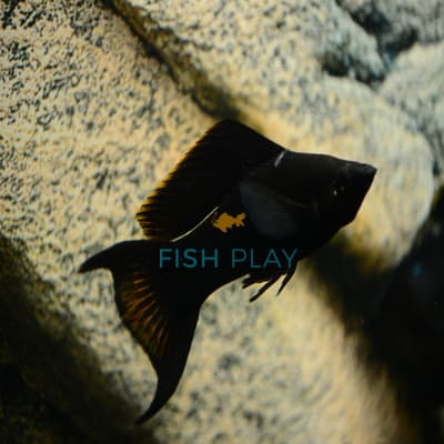 BLACK LYRETAIL MOLLY (10PCS)