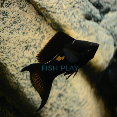 BLACK LYRETAIL MOLLY (10PCS)