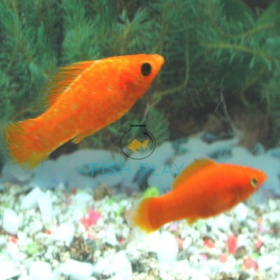 BLOOD RED MOLLY (3 PRS)